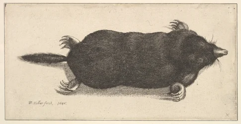 Død føflekk, 1646.