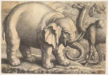 Elefant og kamel, 1600-tallet.