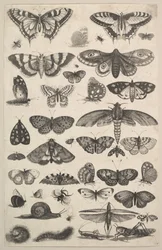 Førtien insekter, inkludert møll og sommerfugler, 1625-77.