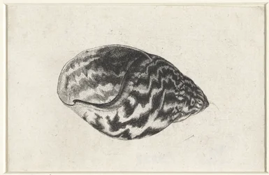 Skall, achatina achatina Skjell (serietittel)