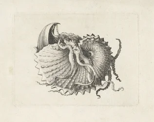 Skall, argonauta nodosa Skjell (serietittel)