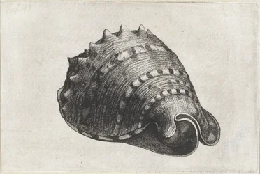 Shell, cassis cornuta Shells (serietittel)