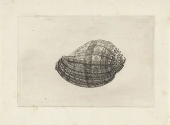 Shell, harpa major Skjell (serietittel)
