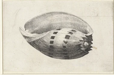 Shell, melo amfora Skjell (serietittel)