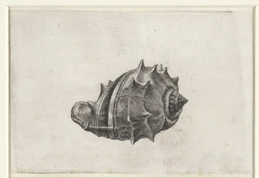 Shell, melongena melongena Shells (serietittel)