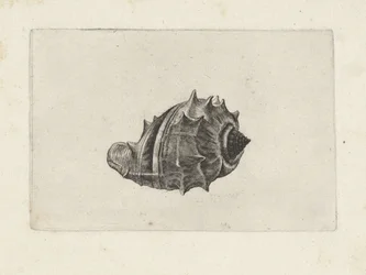 Shell, melongena melongena Skjell (serietittel)