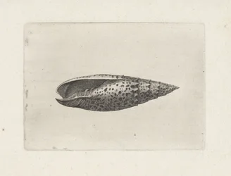 Skjell, mitra papalis Skjell (serietittel)
