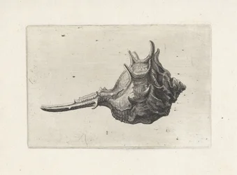 Shell, murex brevispina Shells (serietittel)