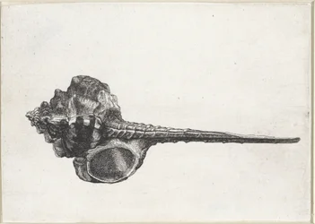 Shell, murex haustellum Shells (serietittel)
