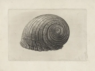 Shell, tonn galea Skjell (serietittel)