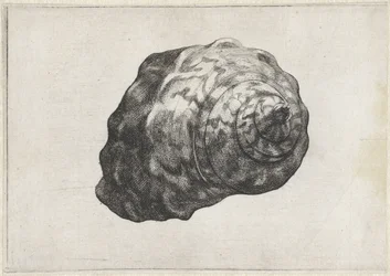 Shell, turbo sarmaticus Shells (serietittel)