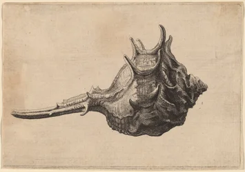 Shell (Murex brandaris)