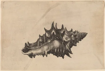 Skall (Vasum ceramicum)