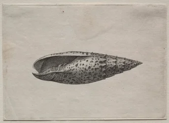 Skjell: Mitra papalis L