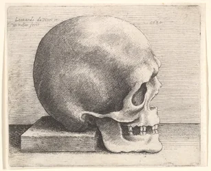 Hodeskalle i profil til høyre, 1645.