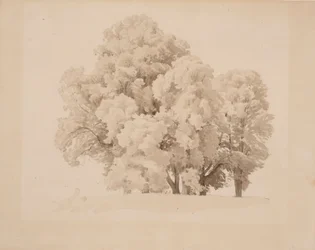 Løvfellende tregruppe