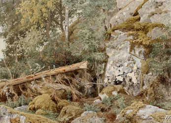 Mosegrodde steiner i skogen