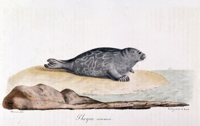 Seal commum - tegning av Werner