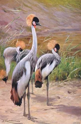 Crowned Crane, illustrasjon fra Wildlife of the World, ca. 1910