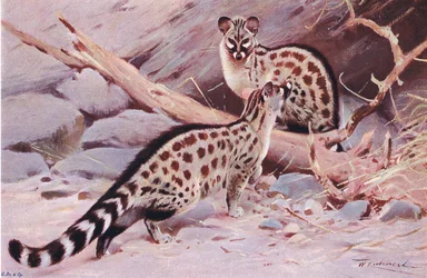 Dungola Genet, illustrasjon fra Wildlife of the World, ca. 1910