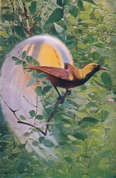 Great Bird of Paradise, illustrasjon fra Wildlife of the World, ca. 1910