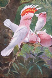 Leadbeaters kakadue, illustrasjon fra Verdens dyreliv, ca. 1910