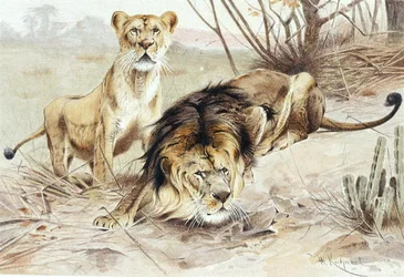 Løve, tallerken fra "Brehms Tierleben: Allgemeine Kunde des Tierreichs", vol.1, s.453, utgitt av Bibliographisches Institut