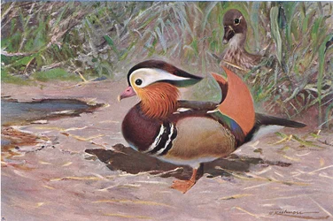 Mandarin Duck, fra Wildlife of the World utgitt av Frederick Warne & Co, ca. 1900