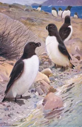 Razorbill, fra Wildlife of the World utgitt av Frederick Warne & Co, ca. 1900