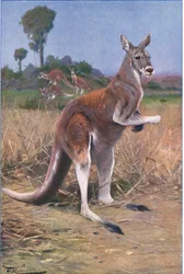 Rød kenguru, illustrasjon fra Wildlife of the World, ca. 1910