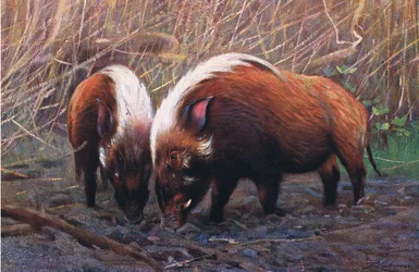River Hog, illustrasjon fra Wildlife of the World, ca. 1910