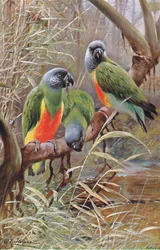 Senegal papegøye, illustrasjon fra Wildlife of the World, ca. 1910