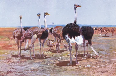 Somalisk struts, illustrasjon fra Wildlife of the World, ca. 1910