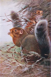 St Paul Squirrel, illustrasjon fra Wildlife of the World, ca. 1910