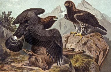 The Royal Eagle, ca. 1910 (illustrasjon)