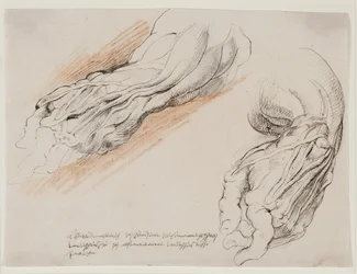 Anatomiske studier (écorchés.) En manns flådde venstre underarm i to posisjoner.