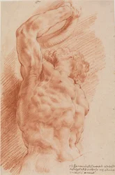 Laocoon. Laocoons torso ses nedenfra fra høyre.