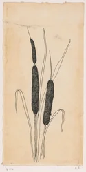 cattails