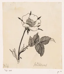 Villrose