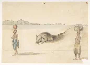 f.3 16 Mus. Innbyggere trolig i St. Jago. På baksiden: Blekksprut. 