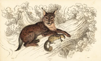Eurasisk gaupe, gaupe gaupe., 1834 (gravering)