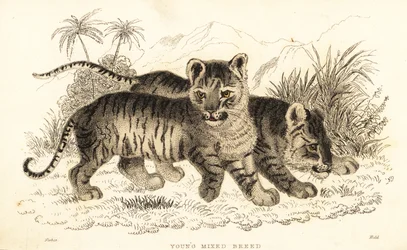 Hybrid løve- og tigerunger. ,1834 (gravering)