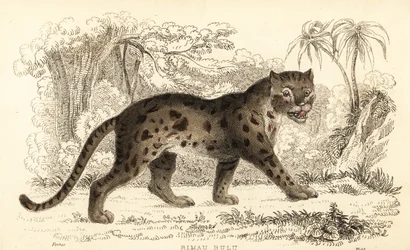 Sunda leopardkatt, Prionailurus bengalensis subsp. sumatranus. ,1834 (gravering)