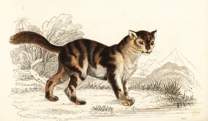 Vill skilpaddeskatt fra Sør-Amerika, Felis catus. ,1834 (gravering)