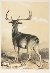 Dåhjort