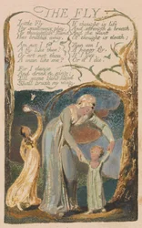 Songs of Innocence and of Experience, Plate 48, "The Fly" (Bentley 40)
