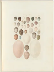 Birds eggs of Victoria.the upubliserte folioen Australia Terra Cognita av William Blandowski. 1855-56