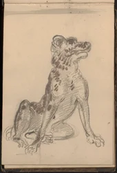 Portrett av en hund