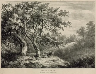 Torntrær i Bushy Park, Middlesex
