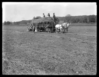 Gårdsarbeidere laster høy på hestetrukket høyvogn, McCready Farm, Crawford County, Pennsylvania, ca. 1913